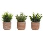 Plante décorative Home ESPRIT Polyéthylène Ciment 12 x 12 x 17 cm (3 Unités)