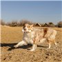Jouet pour chien Ferplast Blanc Caoutchouc animaux