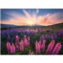 Ravensburger-Puzzle 500 pieces-Les lupins (Nature edition)-Des 12 ans - Puzzle de qualité supérieure-12000688