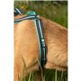 Harnais de traction pour chien - OLYMPIA - S - Type X-back - Bleu