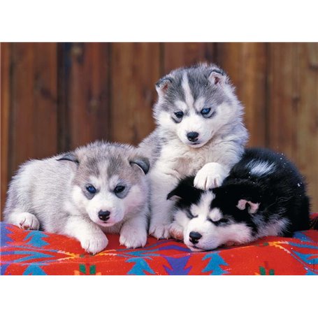 Puzzle XXL 200p Mignons Huskies