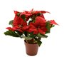 Plante décorative Lifetime Rouge Poinsettia Ø 27 cm