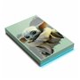 Seagate STKL2000404 disque dur externe 2 To Multicolore