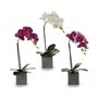 Plante décorative Orchidée 15 x 43 x 18 cm Plastique