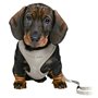 Harnais pour Chien Trixie Junior Gris clair