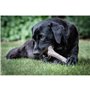 Jouet pour chien Nylabone Marron Beurre de cacahuètes XL