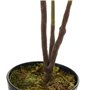 Plante décorative Polyéthylène Plastique Ficus 40 x 40 x 75 cm