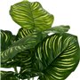 Plante décorative Polyéthylène Plastique Calathea 28 x 28 x 37 cm