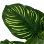 Plante décorative Polyéthylène Plastique Calathea 28 x 28 x 37 cm