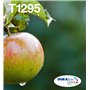 Epson Apple Multipack 4-colours T129 EasyMail