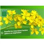 Engrais Verts - BHS - Moutarde Blanche 500g | 100 m² | Améliore et désinfecte les sols pour une meilleure fertilité.