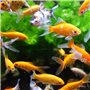 Aimant aquarium Nettoie vitres - AIMÉ - 10cm