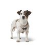 Harnais pour Chien Hunter DIVO UP Beige L