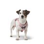 Harnais pour Chien Hunter DIVO UP Rose L