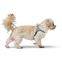 Harnais pour Chien Hunter SOHO MINI Bleu
