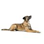 Collier pour Chien Hunter MALIA Beige S/M 35-44 cm