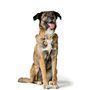 Collier pour Chien Hunter MALIA Vert M/L 45-54 cm