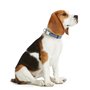 Collier pour Chien Hunter VARIO BASIC Bleu M 30-45 cm