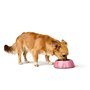 Mangeoire pour chiens Hunter Chester Rose 160 ml