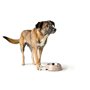 Mangeoire pour chiens Hunter LUTON 350 ml