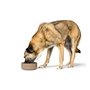 Mangeoire pour chiens Hunter OSBY Beige Céramique 1,1 L