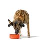 Mangeoire pour chiens Hunter OSBY Orange
