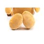 Jouet pour chien en peluche Gloria Mini Soha Marron Polyester polypropylène