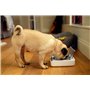 Sure PetCare | Bol hermétique pour Chats et Petits Chiens SureFeed, Couvercle activé par Le Mouvement, pour Aliments humides et 
