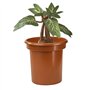 The Noble Collection Mandrake Interactive Plush by Officially Licensed 14in (35cm) Harry Potter Toy Dolls Mandrake Plush & Plant