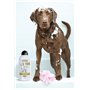 WAHL - Oatmeal Shampooing pour Chien 750 ML