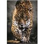 CLEMENTONI - Compact 1000 pieces - Walk of the Jaguar