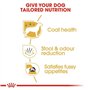 Royal Canin Maltese Adult | 500 g | Croquettes pour Maltais Adultes | pour Soutenir Le Pelage et la Digestion | pour Les Chiens 