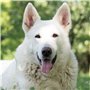 Butcher's Pet Care 5011792002061 Dogs Dry Food 15 kg Adultes Poulet