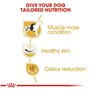 ROYAL CANIN French Bulldog Adult 9 kg Adulte Porc