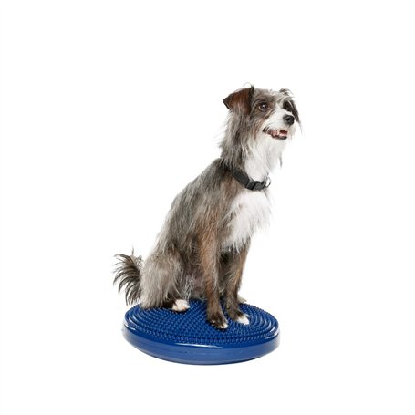 Ball Dynamics Int. LLC FitPAWS Disque d'Equilibre / Pack de Base pour Chien Bleu 36 cm