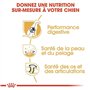 Pasteur Adulte Royal royal canin Allemand 24 11kg 11000 g