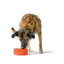 Mangeoire pour chiens Hunter OSBY Orange Céramique 1,1 L