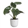 Pot de fleur - Elho - Jazz Rond - Blanc - L 35 x B 34.5 x H 32 cm - Intérieur - 100% recyclé