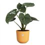Pot de fleur - Elho - Jazz Rond - Jaune - L 35 x B 34.5 x H 32 cm - Intérieur - 100% recyclé