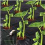 Bache Noire Agricole