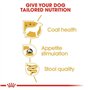 Royal Canin Nourriture pour Chien Mini Yorkshire 85 g - Lot de 12