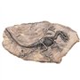 VOANZO Statue de fossile de dinosaure en résine - Modèle de squelette simulé - Décoration pour la maison ou le bureau
