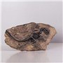 VOANZO Statue de fossile de dinosaure en résine - Modèle de squelette simulé - Décoration pour la maison ou le bureau