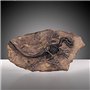 VOANZO Statue de fossile de dinosaure en résine - Modèle de squelette simulé - Décoration pour la maison ou le bureau