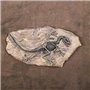 VOANZO Statue de fossile de dinosaure en résine - Modèle de squelette simulé - Décoration pour la maison ou le bureau