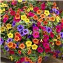 FStening 200 Pièces Mélanger Des Graines De Pétunia Vivaces Pour La Plantation En Serre Toute L'année Floraison Aromatique Décor