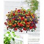 FStening 200 Pièces Mélanger Des Graines De Pétunia Vivaces Pour La Plantation En Serre Toute L'année Floraison Aromatique Décor