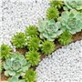 Gravier Galets Pierres Petits Cailloux de Marbre Blanc Naturels Cailloux Décoratifs Blancs pour Aquarium Décorations de Jardin P