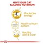 Royal Canin Canin British Shorthair Cat Food - Paquet 12 x 85 GR - Total: 1020 GR