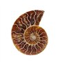 spécimen d'ammonite